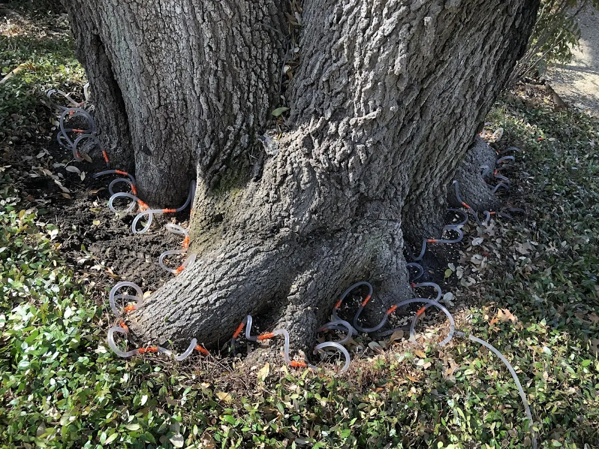 Detailed Tree Cabling and Bracing job site in Newport Beach