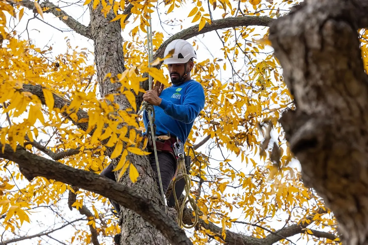 Skilled Tree Planting crew working in Newport Beach